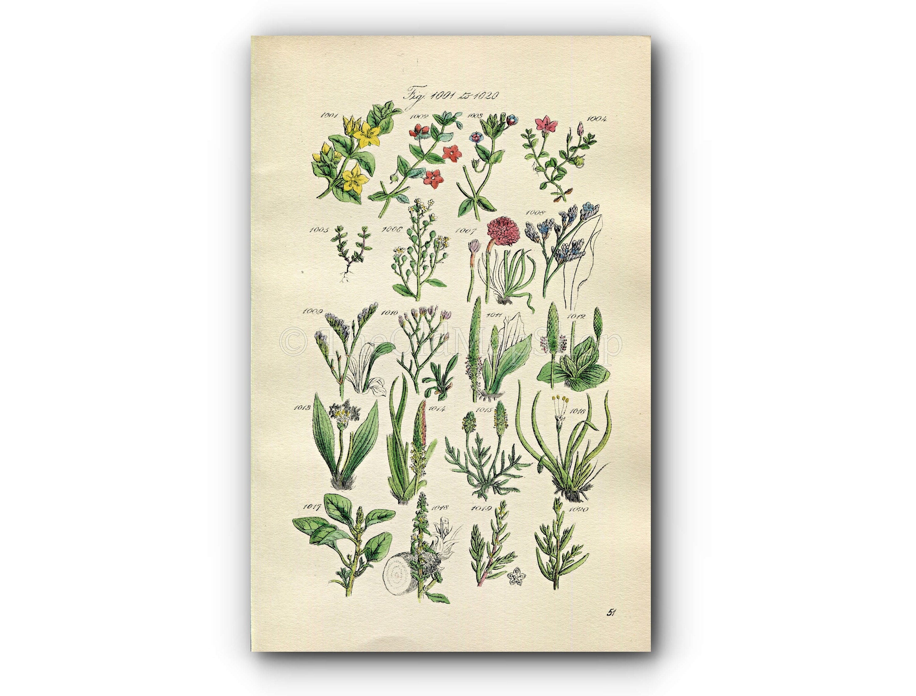1914 Sowerby Antique Botanical Print, Scarlet Pimpernel, Sea Lavender, Chaffweed, Ribwort, Wild Amaranth, Plate 51 (Plants 1001 - 1020)