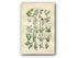 1914 Sowerby Antique Botanical Print, Scarlet Pimpernel, Sea Lavender, Chaffweed, Ribwort, Wild Amaranth, Plate 51 (Plants 1001 - 1020)