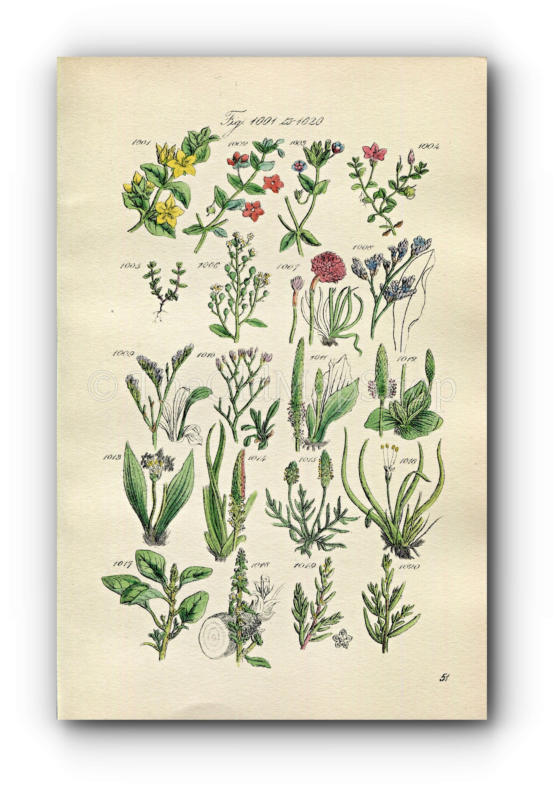 1914 Sowerby Antique Botanical Print, Scarlet Pimpernel, Sea Lavender, Chaffweed, Ribwort, Wild Amaranth, Plate 51 (Plants 1001 - 1020)