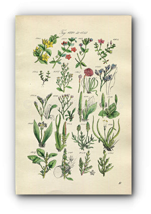 1914 Sowerby Antique Botanical Print, Scarlet Pimpernel, Sea Lavender, Chaffweed, Ribwort, Wild Amaranth, Plate 51 (Plants 1001 - 1020)