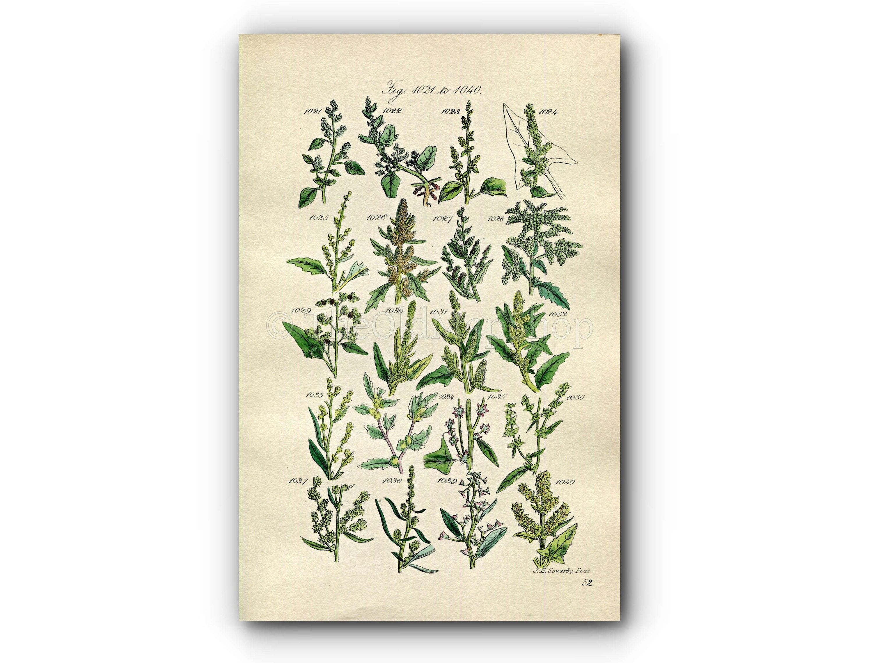 1914 Sowerby Antique Botanical Print, Goosefoot, Wild Spinach, Sea Purslane, Marsh Orache, Plate 52 (Plants 1021 - 1040)