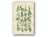 1914 Sowerby Antique Botanical Print, Goosefoot, Wild Spinach, Sea Purslane, Marsh Orache, Plate 52 (Plants 1021 - 1040)