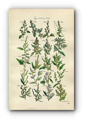 1914 Sowerby Antique Botanical Print, Goosefoot, Wild Spinach, Sea Purslane, Marsh Orache, Plate 52 (Plants 1021 - 1040)