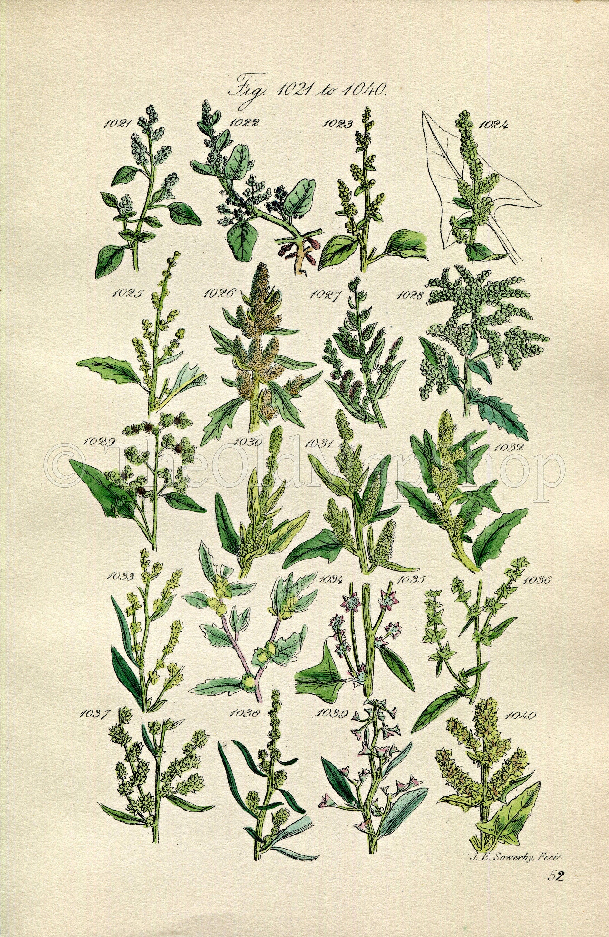 1914 Sowerby Antique Botanical Print, Goosefoot, Wild Spinach, Sea Purslane, Marsh Orache, Plate 52 (Plants 1021 - 1040)