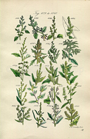 1914 Sowerby Antique Botanical Print, Goosefoot, Wild Spinach, Sea Purslane, Marsh Orache, Plate 52 (Plants 1021 - 1040)