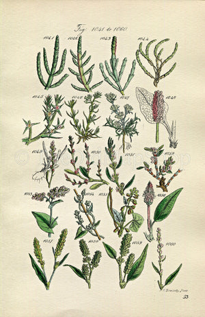 1914 Sowerby Antique Botanical Print, Glasswort, Saltwort, Knawel, Buckwheat, Spotted Persicaria, Knotgrass, Plate 53 (Plants 1041 - 1060)