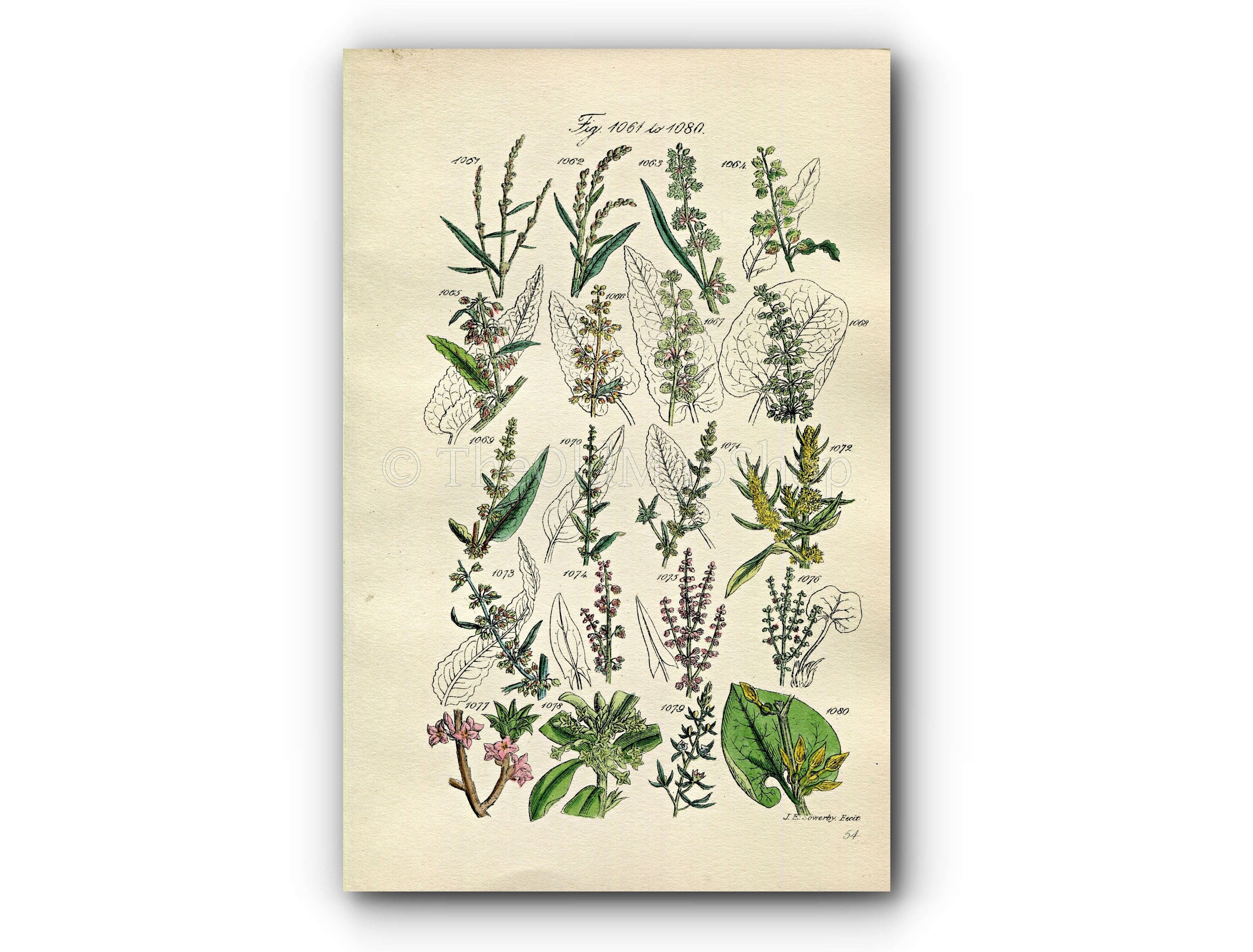 1914 Sowerby Antique Botanical Print, Meadow Dock, Persicaria, Sorrel, Mezereon, Birthwort, Toadflax, Plate 54 (Plants 1061 - 1080)