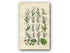 1914 Sowerby Antique Botanical Print, Meadow Dock, Persicaria, Sorrel, Mezereon, Birthwort, Toadflax, Plate 54 (Plants 1061 - 1080)