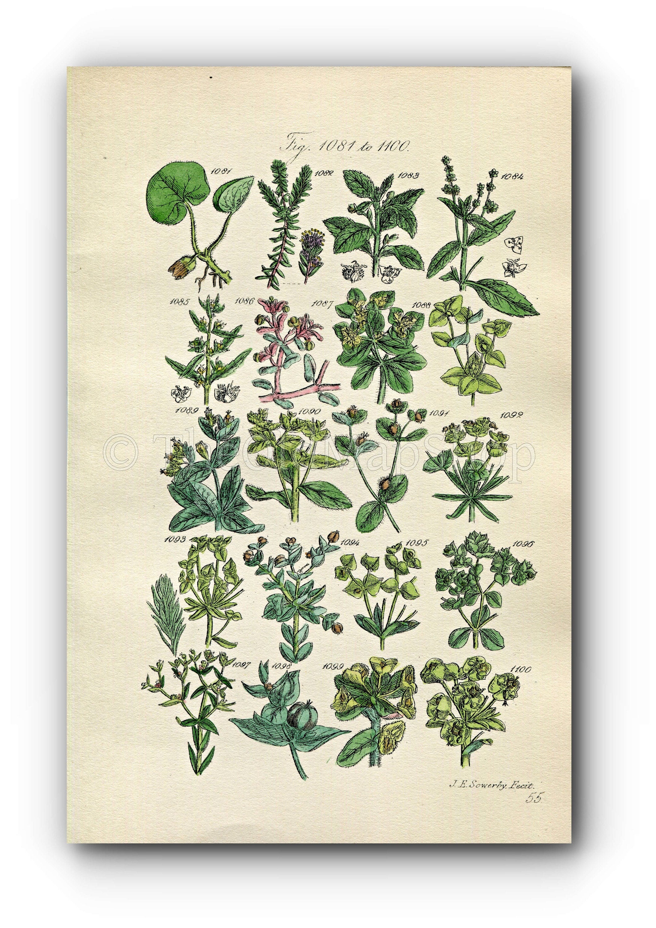 1914 Sowerby Antique Botanical Print, Mercury, Purple Spurge, Irish Spurge, Asarabacca, Crowberry, Plate 55 (Plants 1081 - 1100)