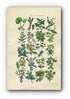 1914 Sowerby Antique Botanical Print, Mercury, Purple Spurge, Irish Spurge, Asarabacca, Crowberry, Plate 55 (Plants 1081 - 1100)