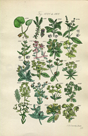 1914 Sowerby Antique Botanical Print, Mercury, Purple Spurge, Irish Spurge, Asarabacca, Crowberry, Plate 55 (Plants 1081 - 1100)