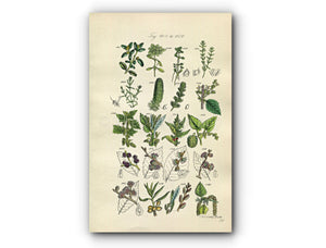 1914 Sowerby Antique Botanical Print, Box, Starwort, Hornwort, Common Nettle, Hop, Hops, Elm, White Birch, Plate 56 (Plants 1101 - 1120)
