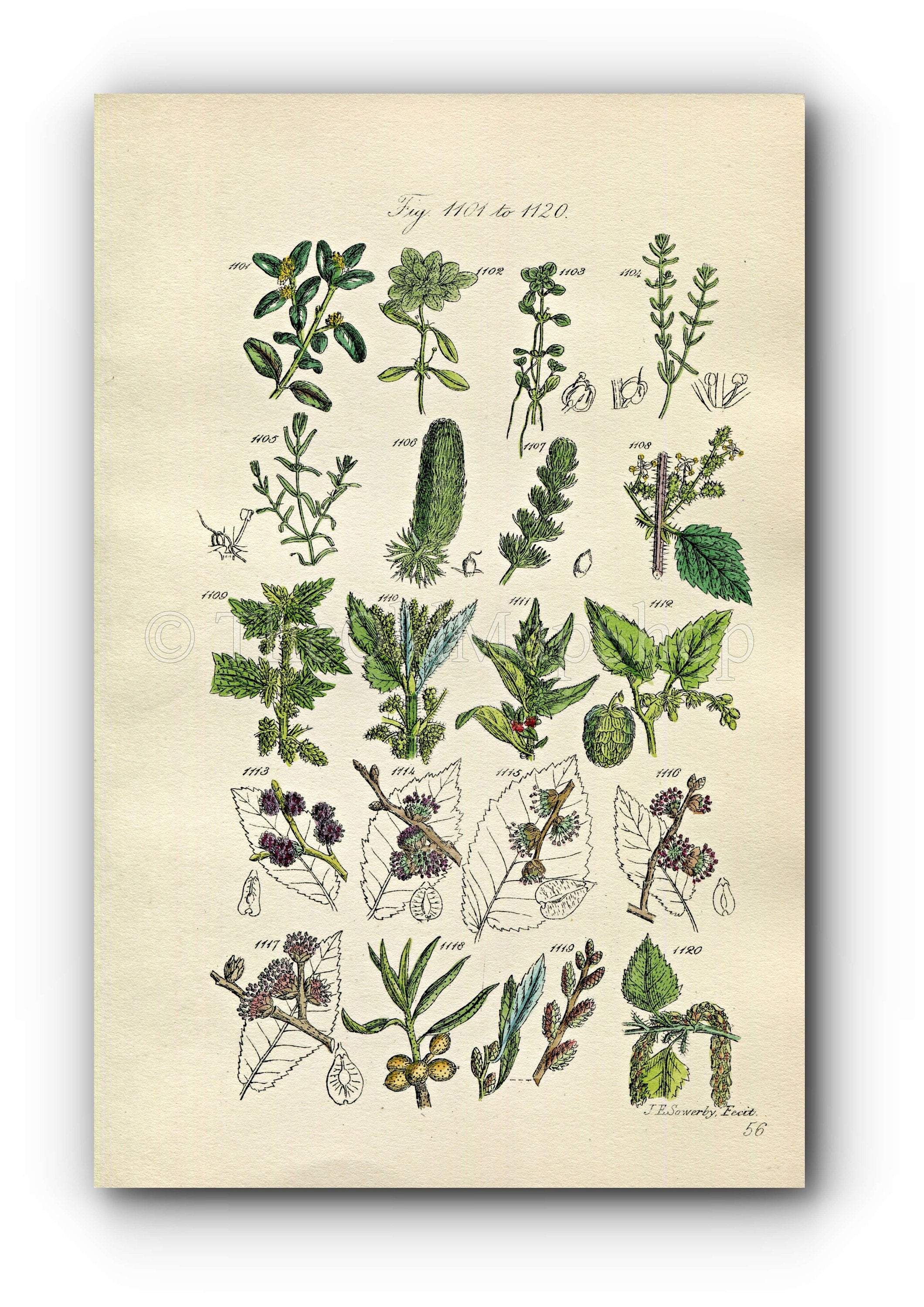 1914 Sowerby Antique Botanical Print, Box, Starwort, Hornwort, Common Nettle, Hop, Hops, Elm, White Birch, Plate 56 (Plants 1101 - 1120)