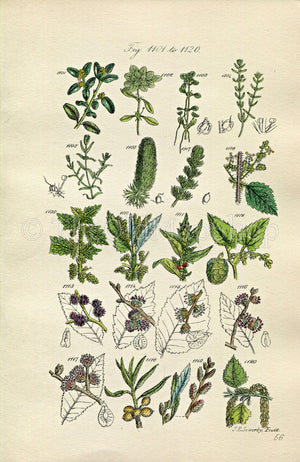 1914 Sowerby Antique Botanical Print, Box, Starwort, Hornwort, Common Nettle, Hop, Hops, Elm, White Birch, Plate 56 (Plants 1101 - 1120)