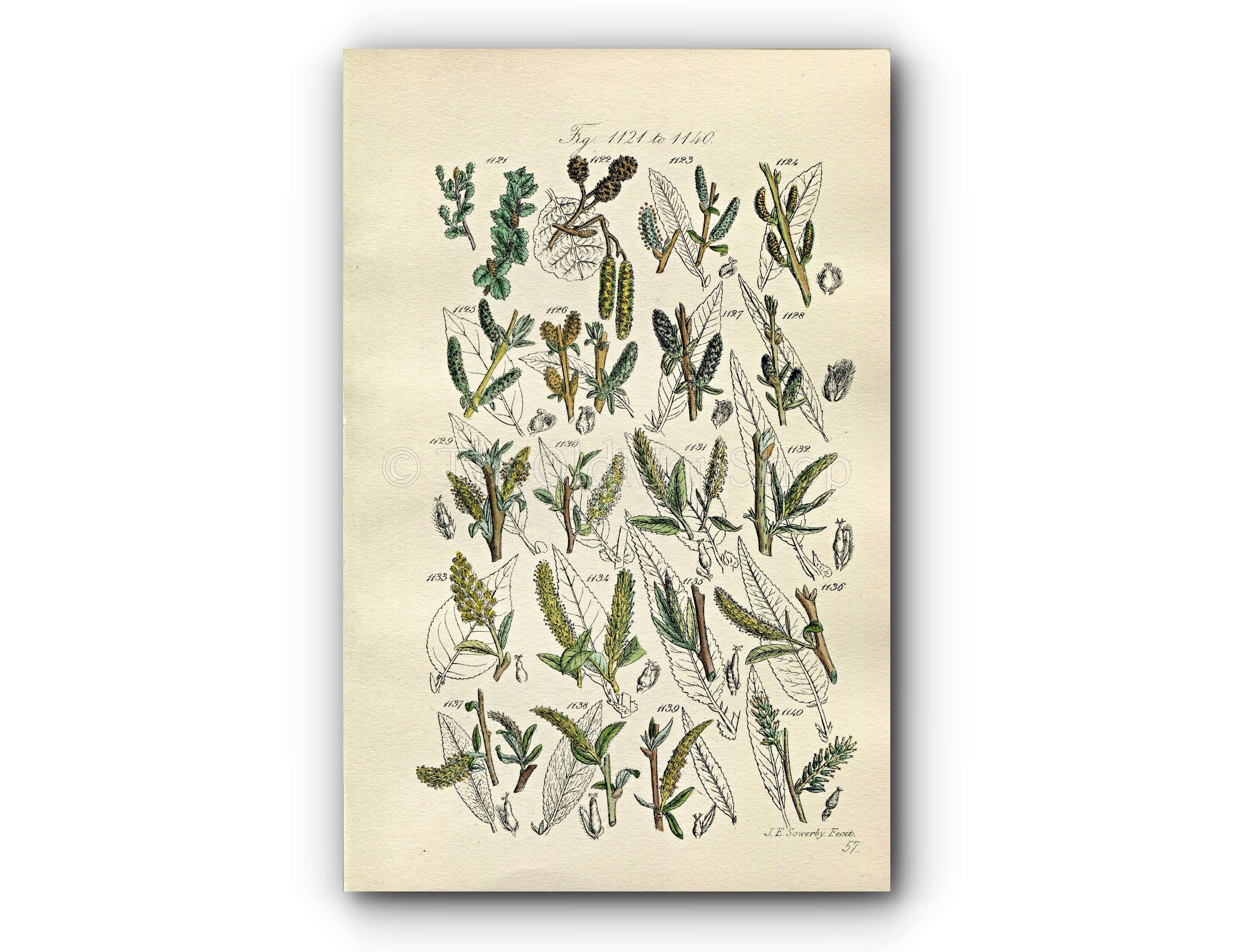 1914 Sowerby Antique Botanical Print, Alder, Dwarf Birch, Rose Willow, Purple Willow, Almond Willow, Plate 57 (Plants 1121 - 1140)