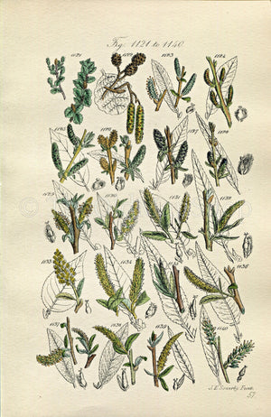 1914 Sowerby Antique Botanical Print, Alder, Dwarf Birch, Rose Willow, Purple Willow, Almond Willow, Plate 57 (Plants 1121 - 1140)