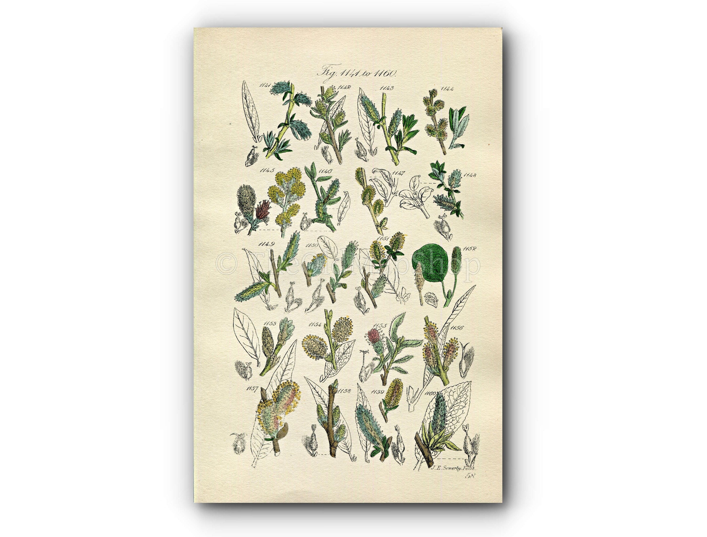 1914 Sowerby Antique Botanical Print, Rosemary Willow, Downy Willow, Little Tree Willow, Creeping Willow, Plate 58 (Plants 1141 - 1160)