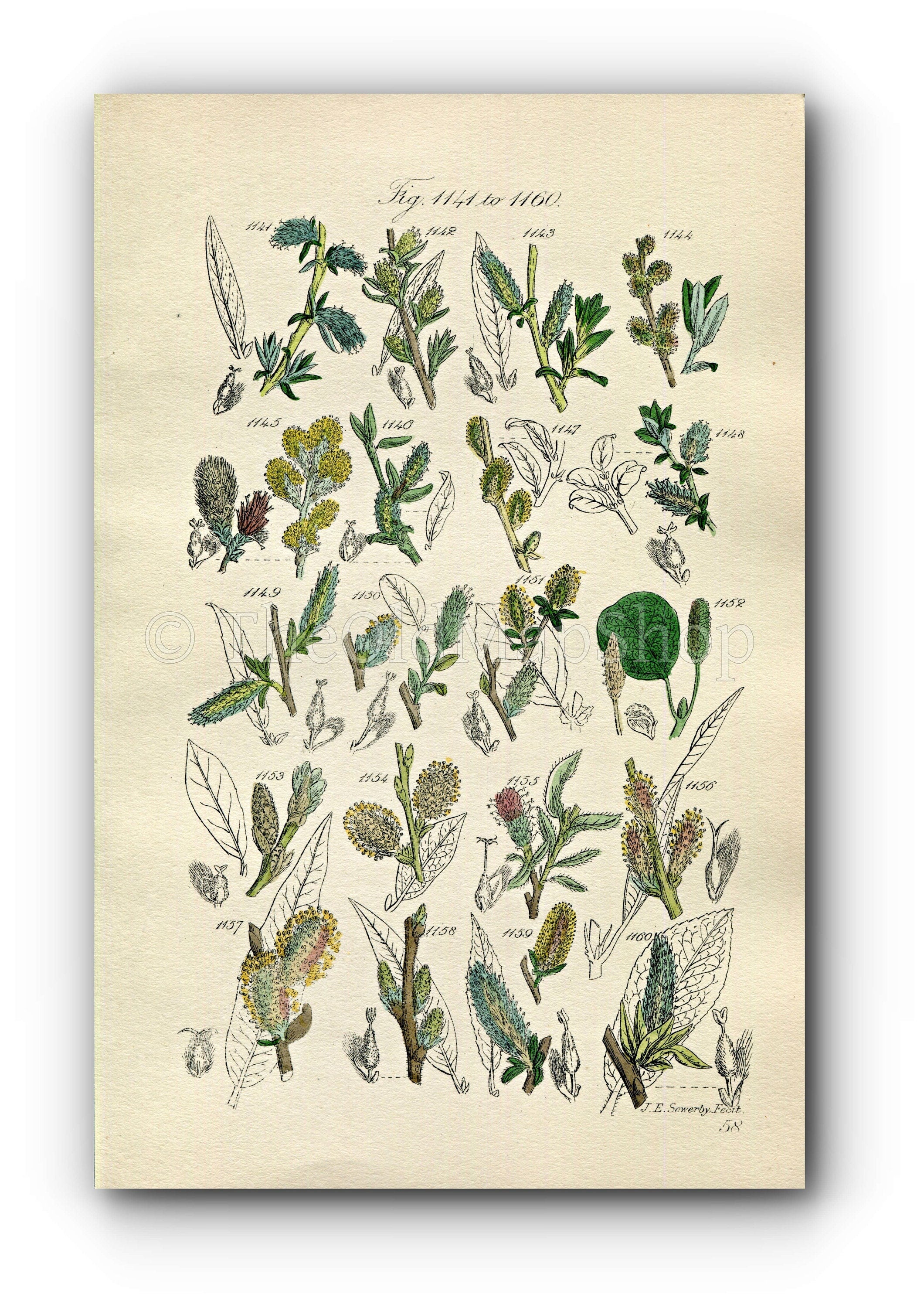 1914 Sowerby Antique Botanical Print, Rosemary Willow, Downy Willow, Little Tree Willow, Creeping Willow, Plate 58 (Plants 1141 - 1160)