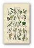 1914 Sowerby Antique Botanical Print, Rosemary Willow, Downy Willow, Little Tree Willow, Creeping Willow, Plate 58 (Plants 1141 - 1160)