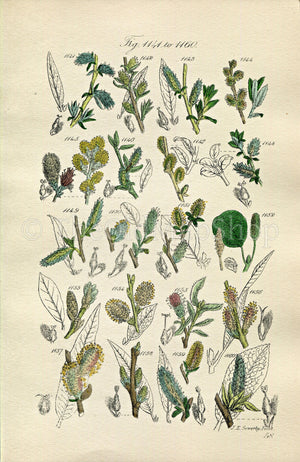 1914 Sowerby Antique Botanical Print, Rosemary Willow, Downy Willow, Little Tree Willow, Creeping Willow, Plate 58 (Plants 1141 - 1160)