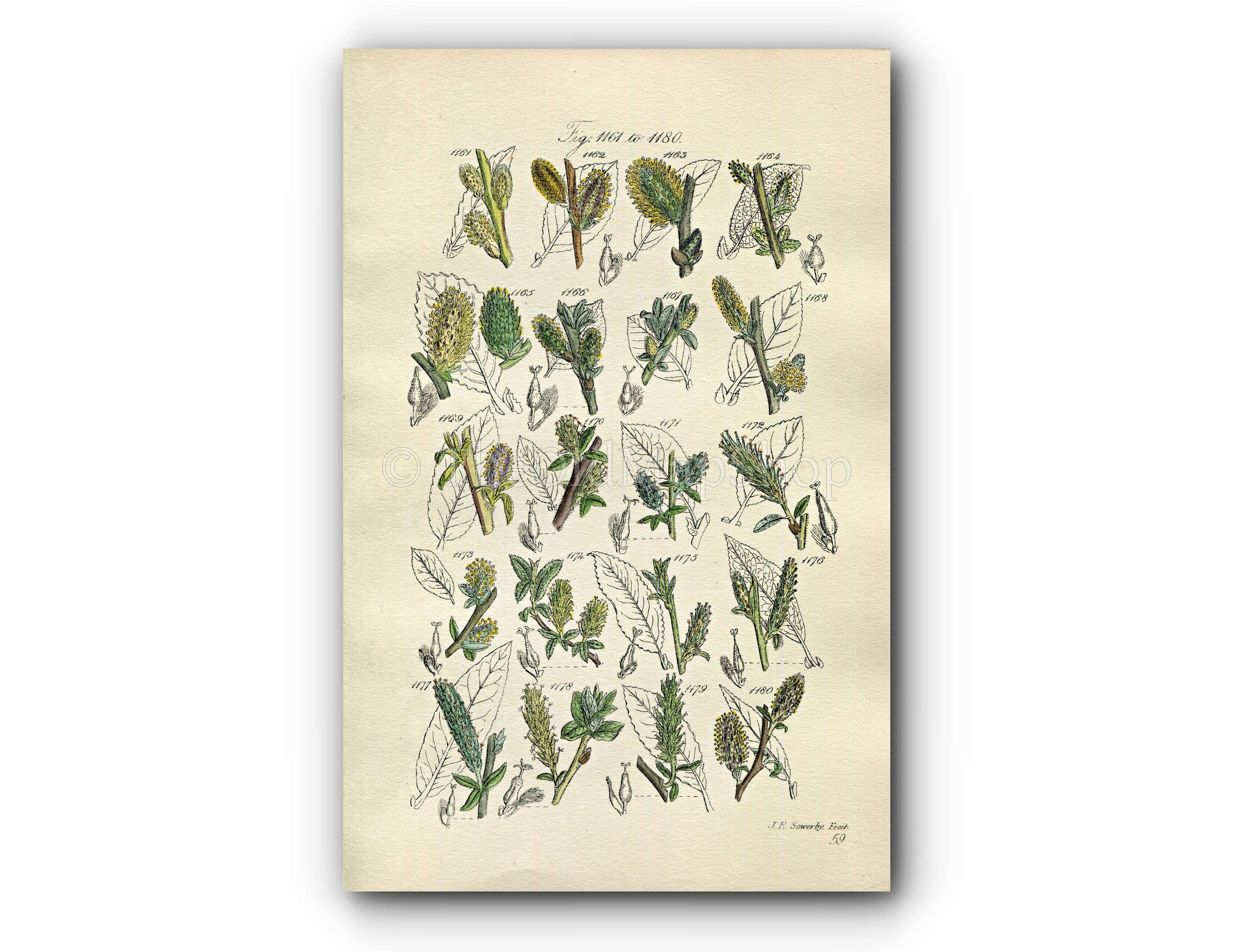1914 Sowerby Antique Botanical Print, Water Sallow, Rock Willow, Tealeaf Willow, Laurel-leaved Willow, Plate 59 (Plants 1161 - 1180)
