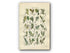 1914 Sowerby Antique Botanical Print, Water Sallow, Rock Willow, Tealeaf Willow, Laurel-leaved Willow, Plate 59 (Plants 1161 - 1180)