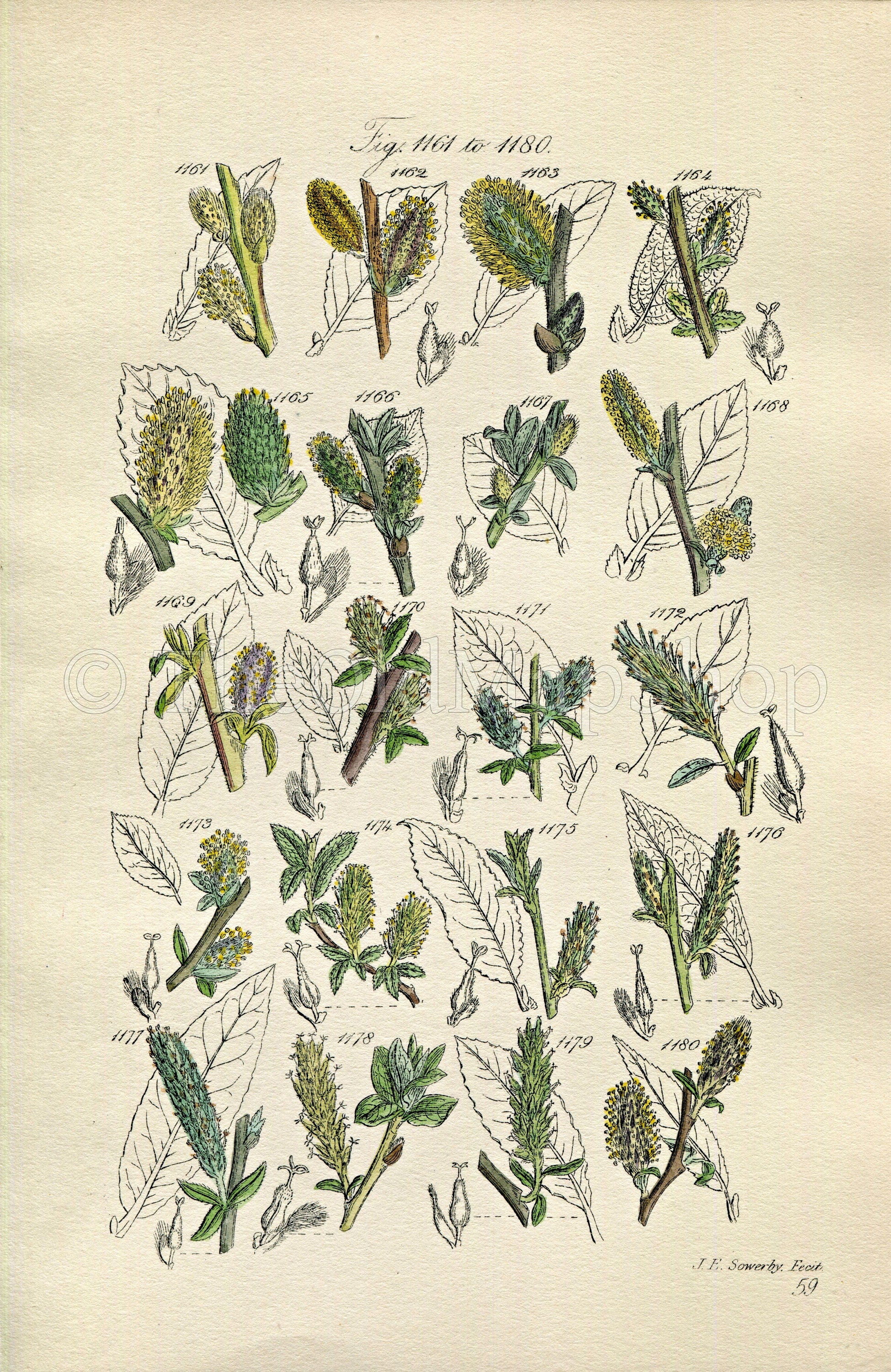 1914 Sowerby Antique Botanical Print, Water Sallow, Rock Willow, Tealeaf Willow, Laurel-leaved Willow, Plate 59 (Plants 1161 - 1180)