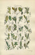 1914 Sowerby Antique Botanical Print, Water Sallow, Rock Willow, Tealeaf Willow, Laurel-leaved Willow, Plate 59 (Plants 1161 - 1180)