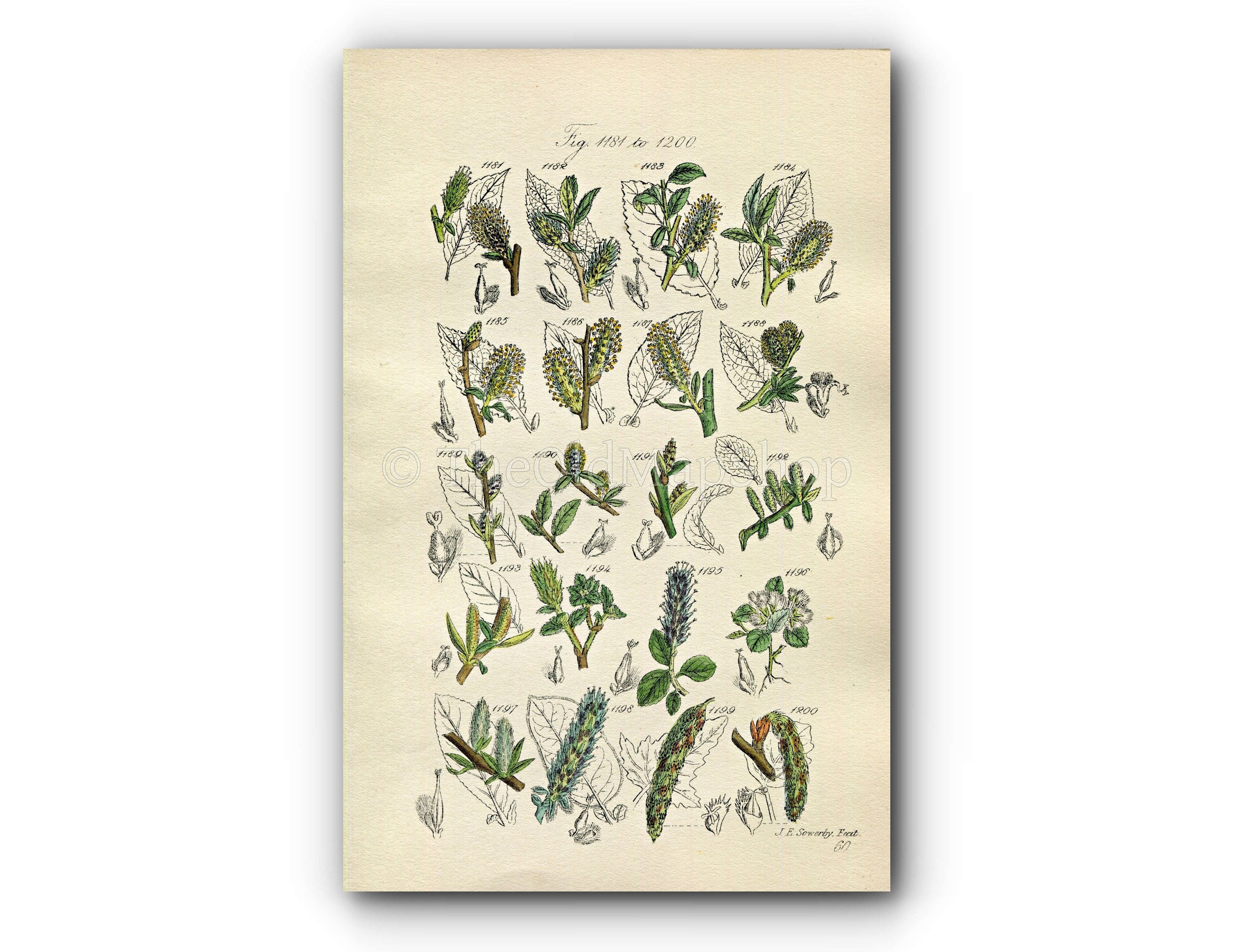 1914 Sowerby Antique Botanical Print, Bilberry Leaved Willow, Plum Leaved Willow, Dwarf Willow, White Poplar, Plate 60 (Plants 1181 - 1200)