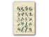 1914 Sowerby Antique Botanical Print, Bilberry Leaved Willow, Plum Leaved Willow, Dwarf Willow, White Poplar, Plate 60 (Plants 1181 - 1200)
