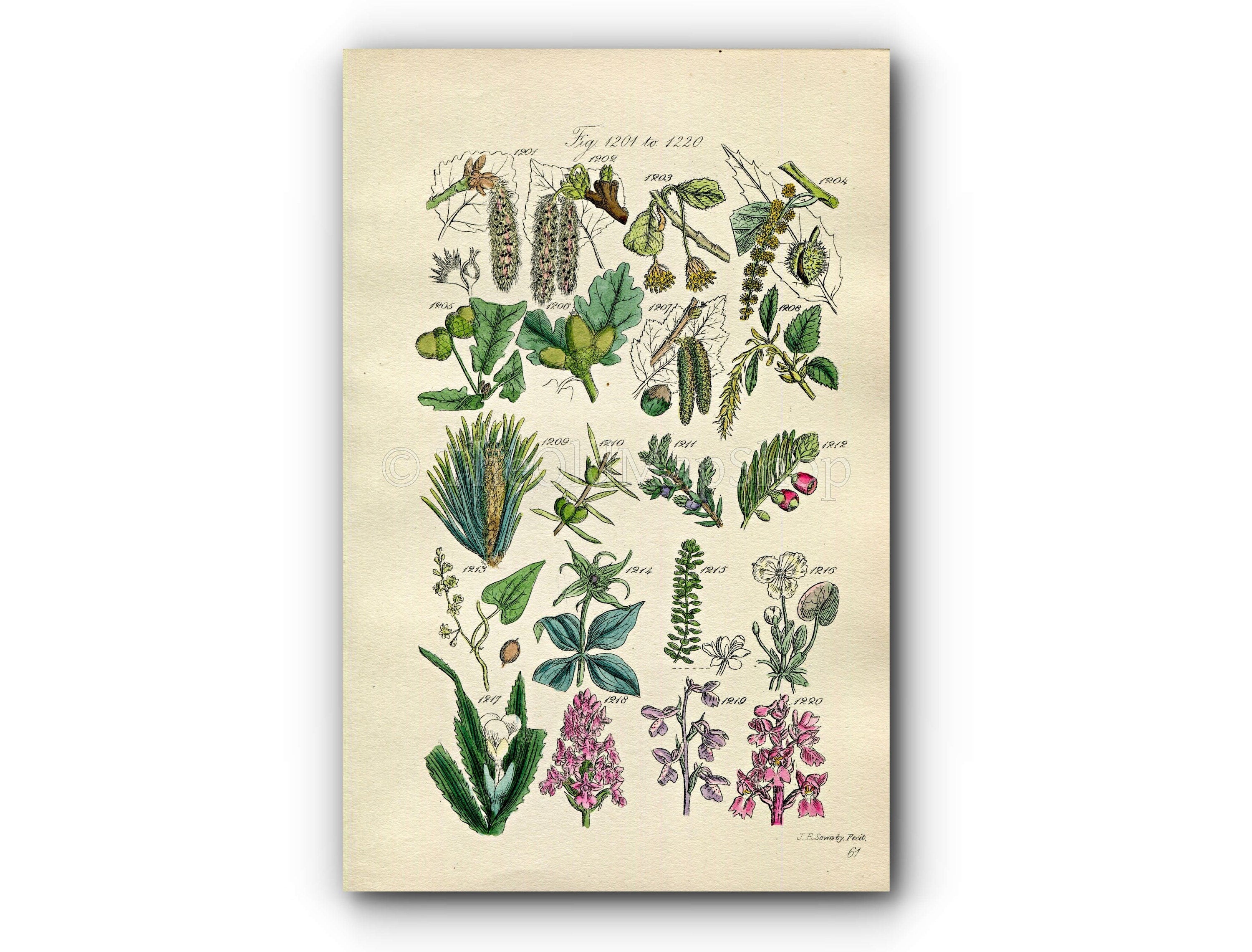 1914 Sowerby Antique Botanical Print, Aspen, Beech, Spanish Chestnut, Oak, Hazel, Pine, Juniper, Yew, Orchis, Plate 61 (Plants 1201 - 1220)