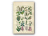 1914 Sowerby Antique Botanical Print, Aspen, Beech, Spanish Chestnut, Oak, Hazel, Pine, Juniper, Yew, Orchis, Plate 61 (Plants 1201 - 1220)