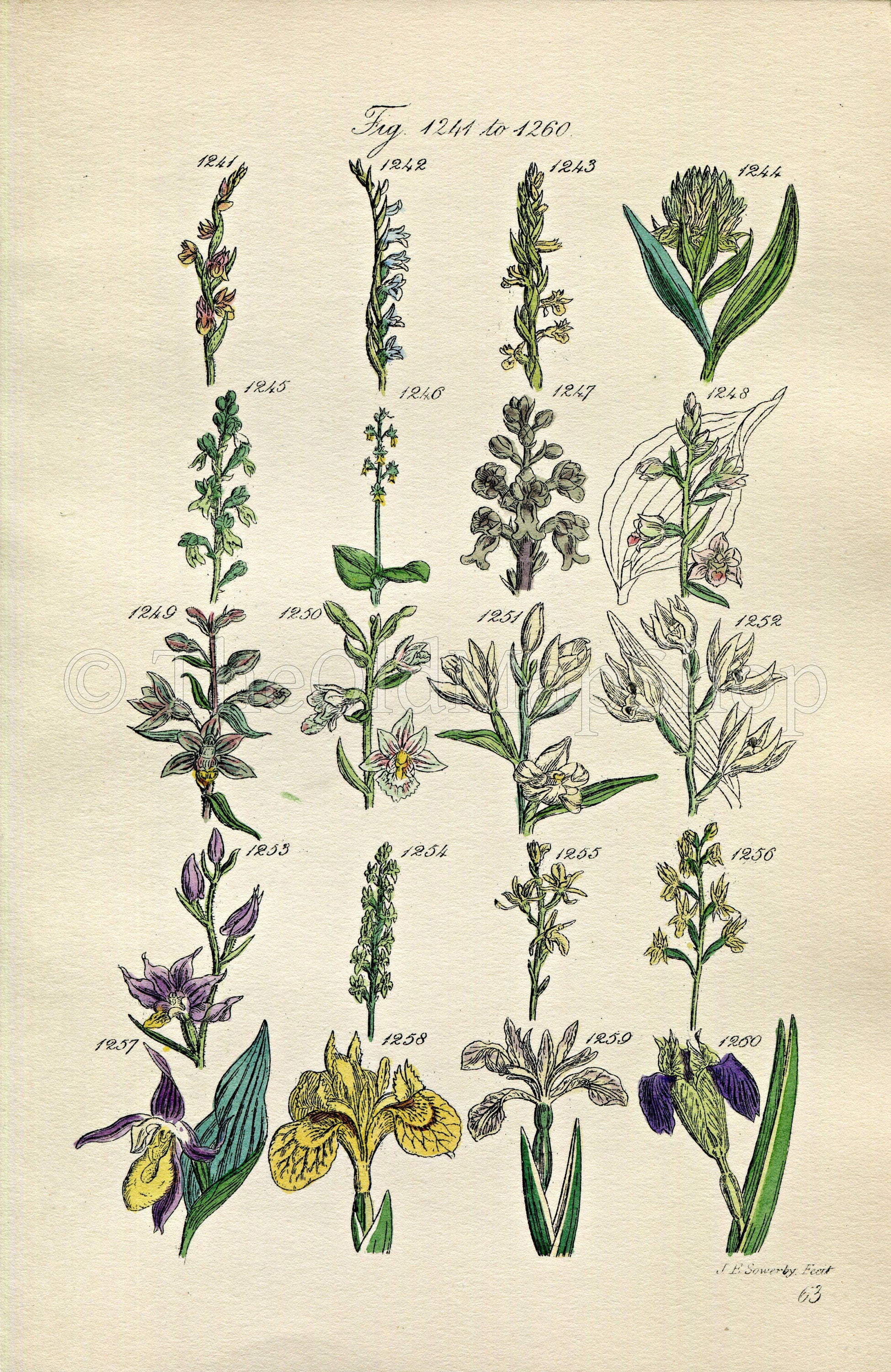 1914 Sowerby Antique Botanical Print, Lady's Tresses, Bird's Nest Orchid, Helleborine, Bog Orchis, Yellow Iris Plate 63 (Plants 1241 - 1260)