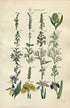 1914 Sowerby Antique Botanical Print, Lady's Tresses, Bird's Nest Orchid, Helleborine, Bog Orchis, Yellow Iris Plate 63 (Plants 1241 - 1260)