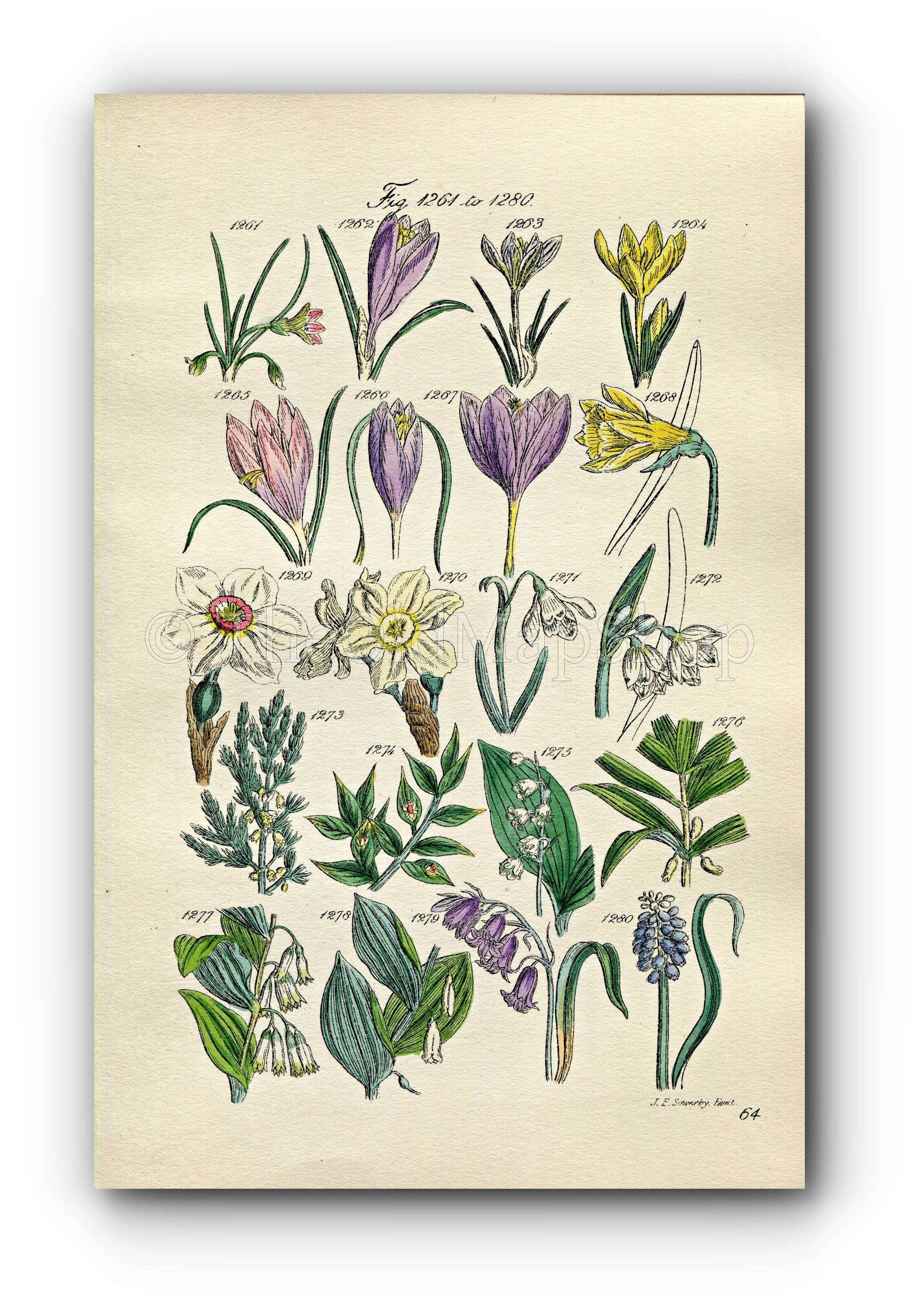 1914 Sowerby Antique Botanical Print, Lily of the Valley, Crocus, Daffodil, Narcissus, Snowdrop, Asparagus, Plate 64 (Plants 1261 - 1280)