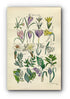 1914 Sowerby Antique Botanical Print, Lily of the Valley, Crocus, Daffodil, Narcissus, Snowdrop, Asparagus, Plate 64 (Plants 1261 - 1280)