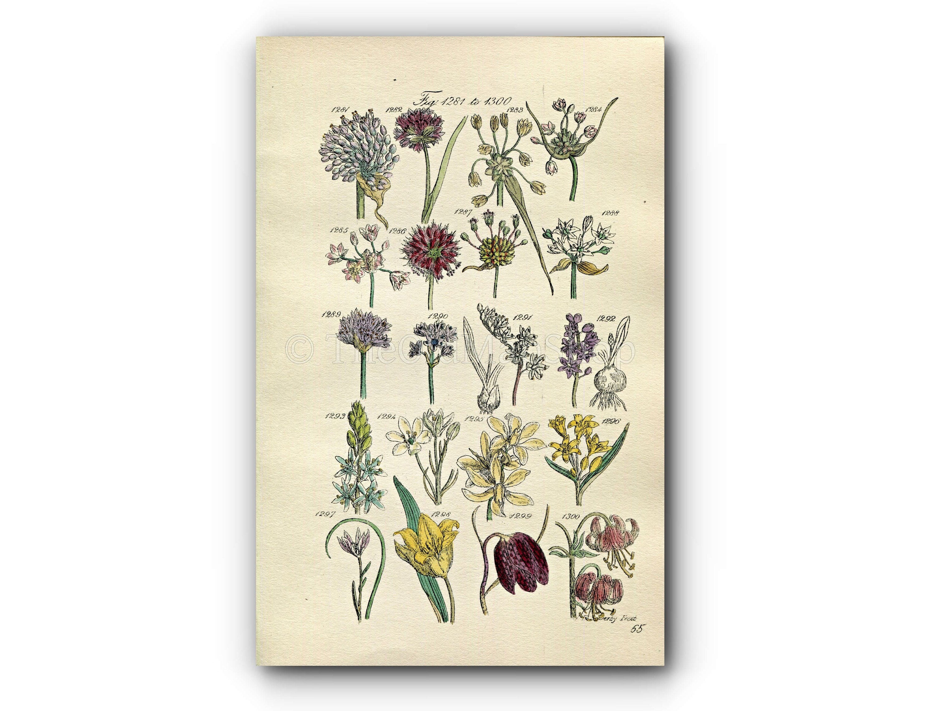 1914 Sowerby Antique Botanical Print, Wild Garlic, Chives, Star of Bethlehem, Wild Tulip, Fritillary, Squill, Plate 65 (Plants 1281 - 1300)