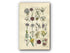 1914 Sowerby Antique Botanical Print, Wild Garlic, Chives, Star of Bethlehem, Wild Tulip, Fritillary, Squill, Plate 65 (Plants 1281 - 1300)