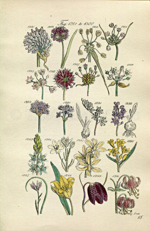 1914 Sowerby Antique Botanical Print, Wild Garlic, Chives, Star of Bethlehem, Wild Tulip, Fritillary, Squill, Plate 65 (Plants 1281 - 1300)