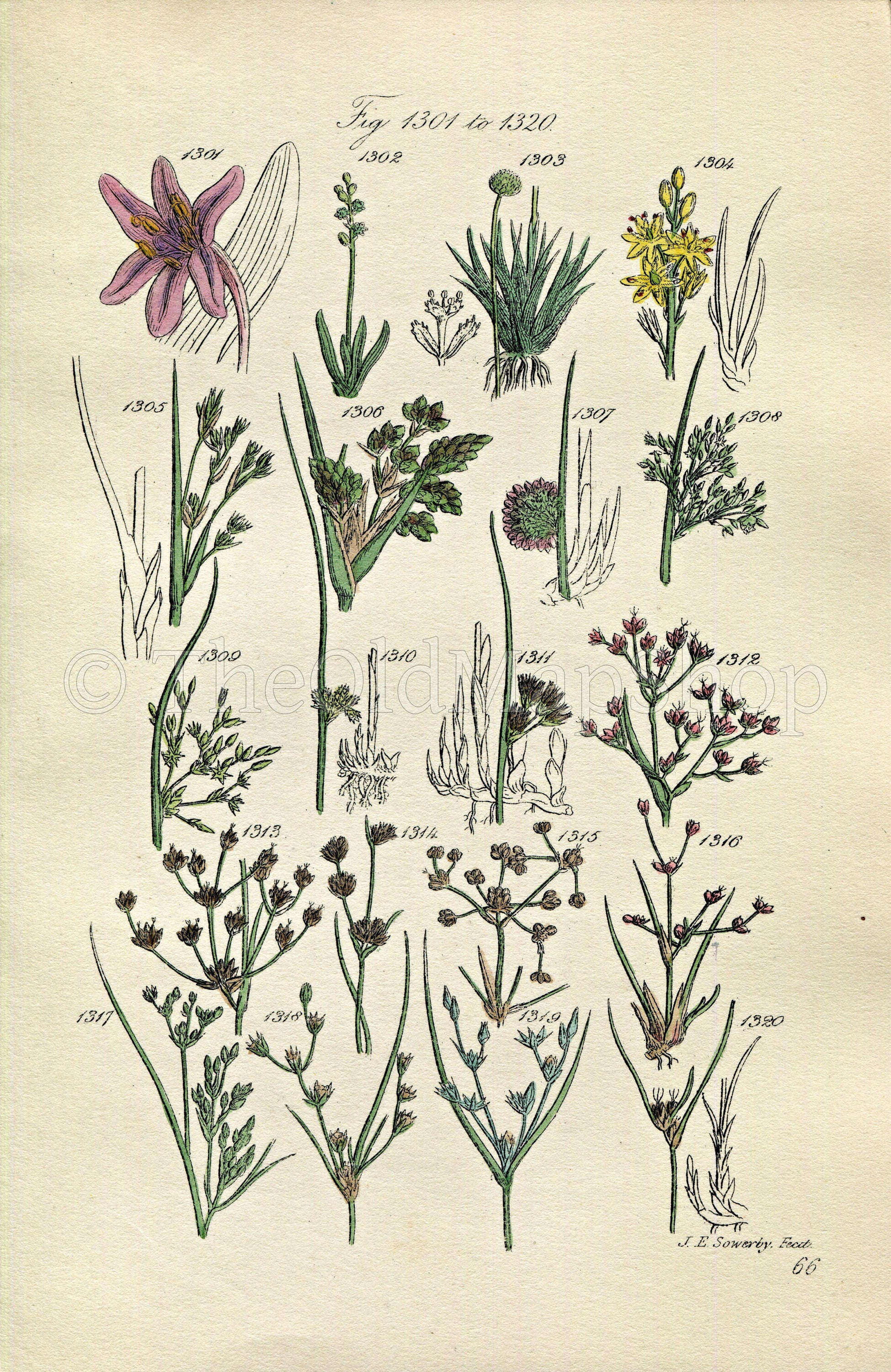 1914 Sowerby Antique Botanical Print, Meadow Saffron, Pipewort, Common Rush, Toad Rush, Bog Asphodel, Sea Rush Plate 66 (Plants 1301 - 1320)