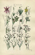 1914 Sowerby Antique Botanical Print, Meadow Saffron, Pipewort, Common Rush, Toad Rush, Bog Asphodel, Sea Rush Plate 66 (Plants 1301 - 1320)