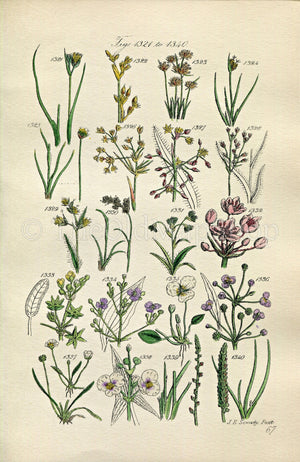 1914 Sowerby Antique Botanical Print, Moss Rush, Hairy Woodrush, Starfruit, Star Fruit, Water Plantain, Plate 67 (Plants 1321 - 1340)