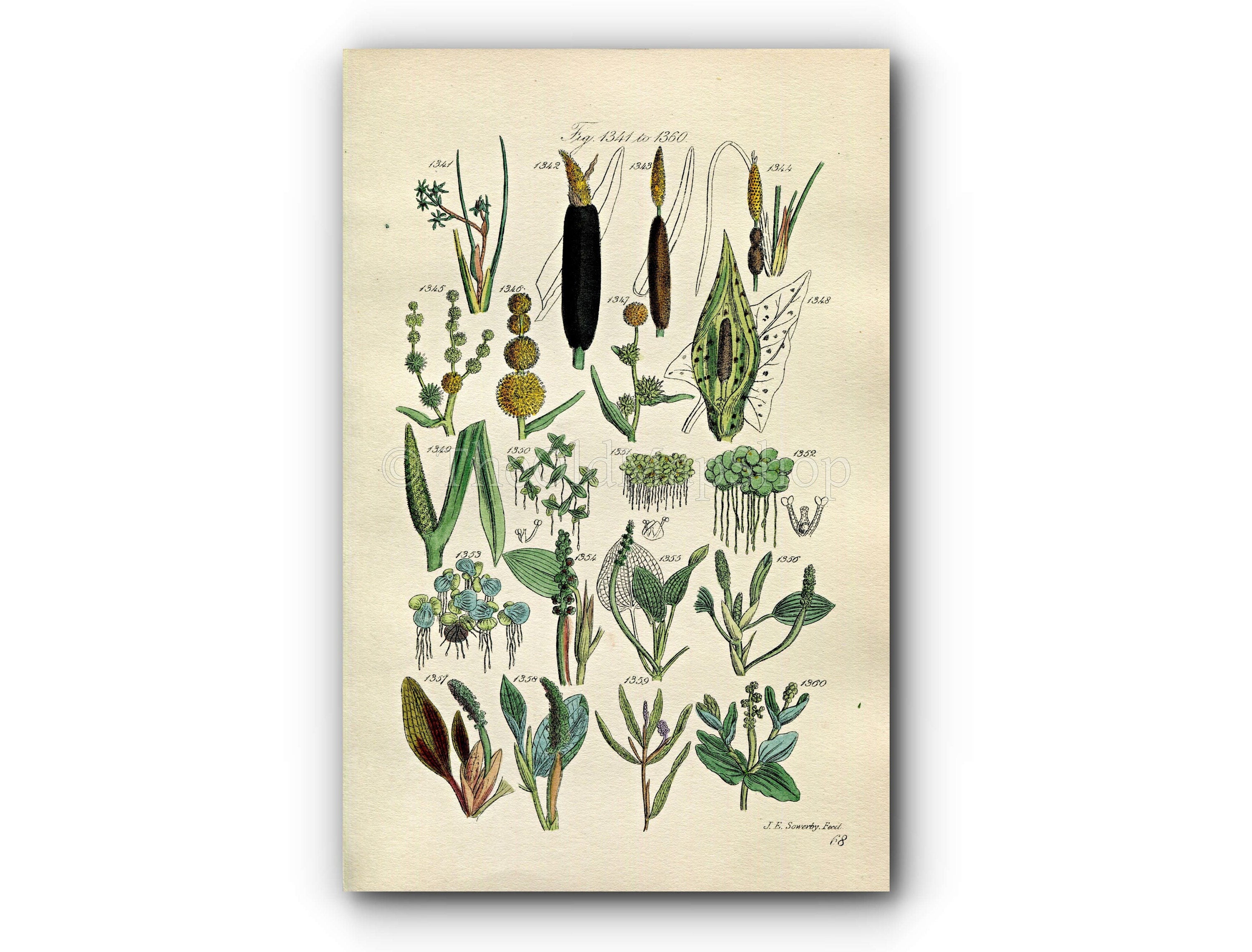 1914 Sowerby Antique Botanical Print, Bullrush, Cattail, Burreed, Duckweed, Pondweed, Lords and Ladies, Plate 68 (Plants 1341 - 1360)