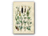 1914 Sowerby Antique Botanical Print, Bullrush, Cattail, Burreed, Duckweed, Pondweed, Lords and Ladies, Plate 68 (Plants 1341 - 1360)
