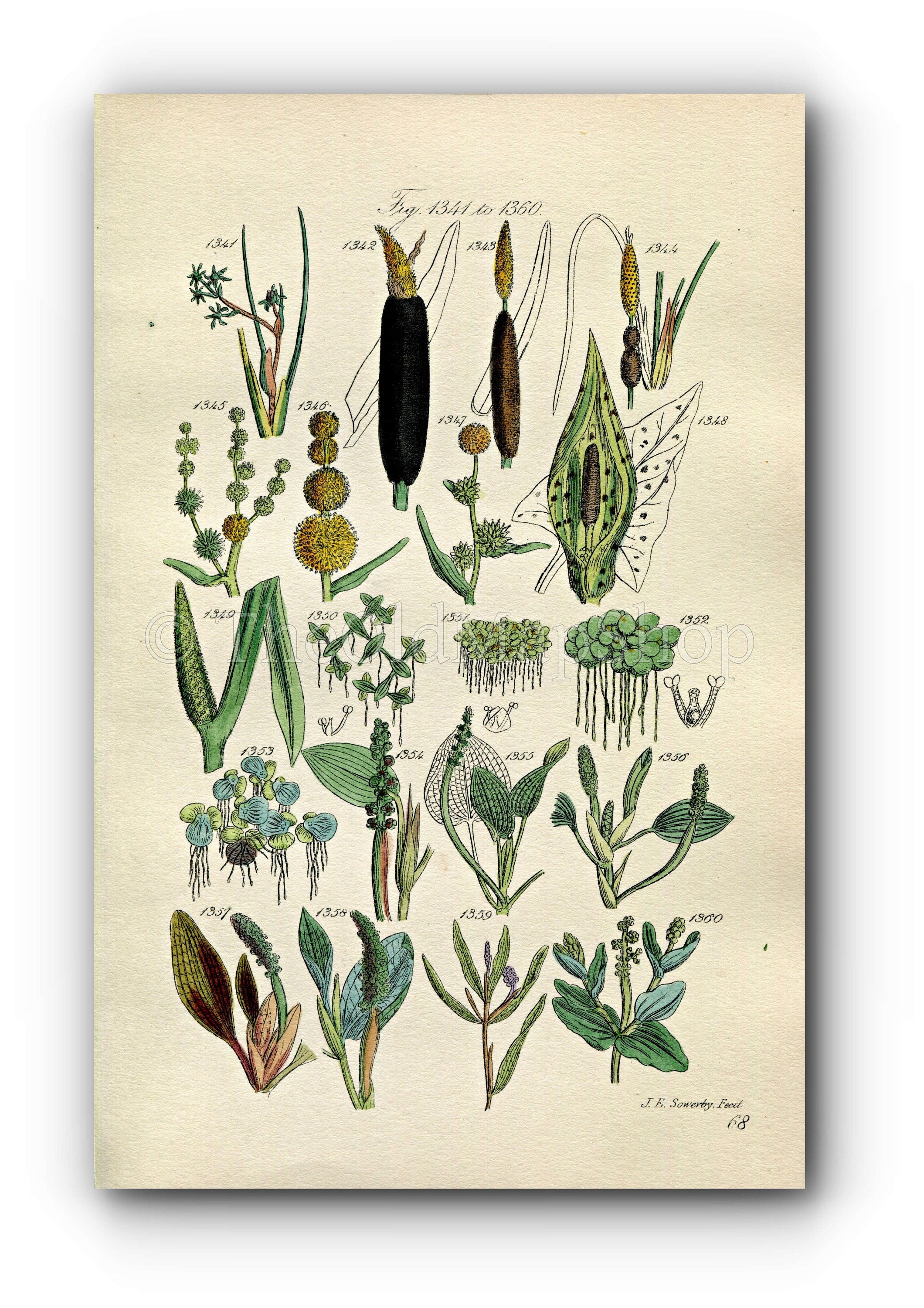 1914 Sowerby Antique Botanical Print, Bullrush, Cattail, Burreed, Duckweed, Pondweed, Lords and Ladies, Plate 68 (Plants 1341 - 1360)