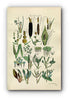 1914 Sowerby Antique Botanical Print, Bullrush, Cattail, Burreed, Duckweed, Pondweed, Lords and Ladies, Plate 68 (Plants 1341 - 1360)