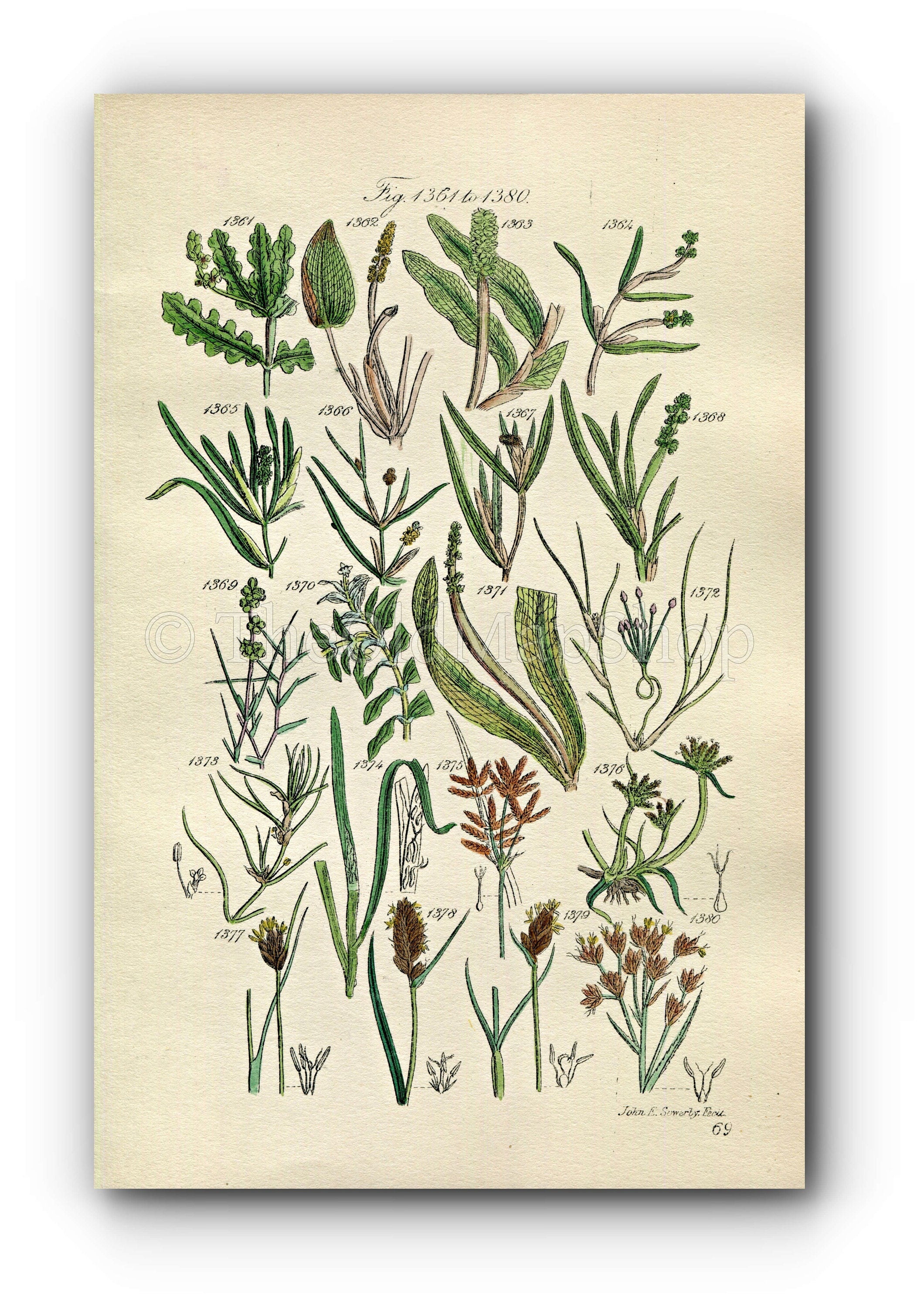 1914 Sowerby Antique Botanical Print, Pondweed, Bogrush, Bog Rush, Sweet Cyperus, Twig Rush, Plate 69 (Plants 1361 - 1380)