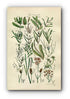 1914 Sowerby Antique Botanical Print, Pondweed, Bogrush, Bog Rush, Sweet Cyperus, Twig Rush, Plate 69 (Plants 1361 - 1380)