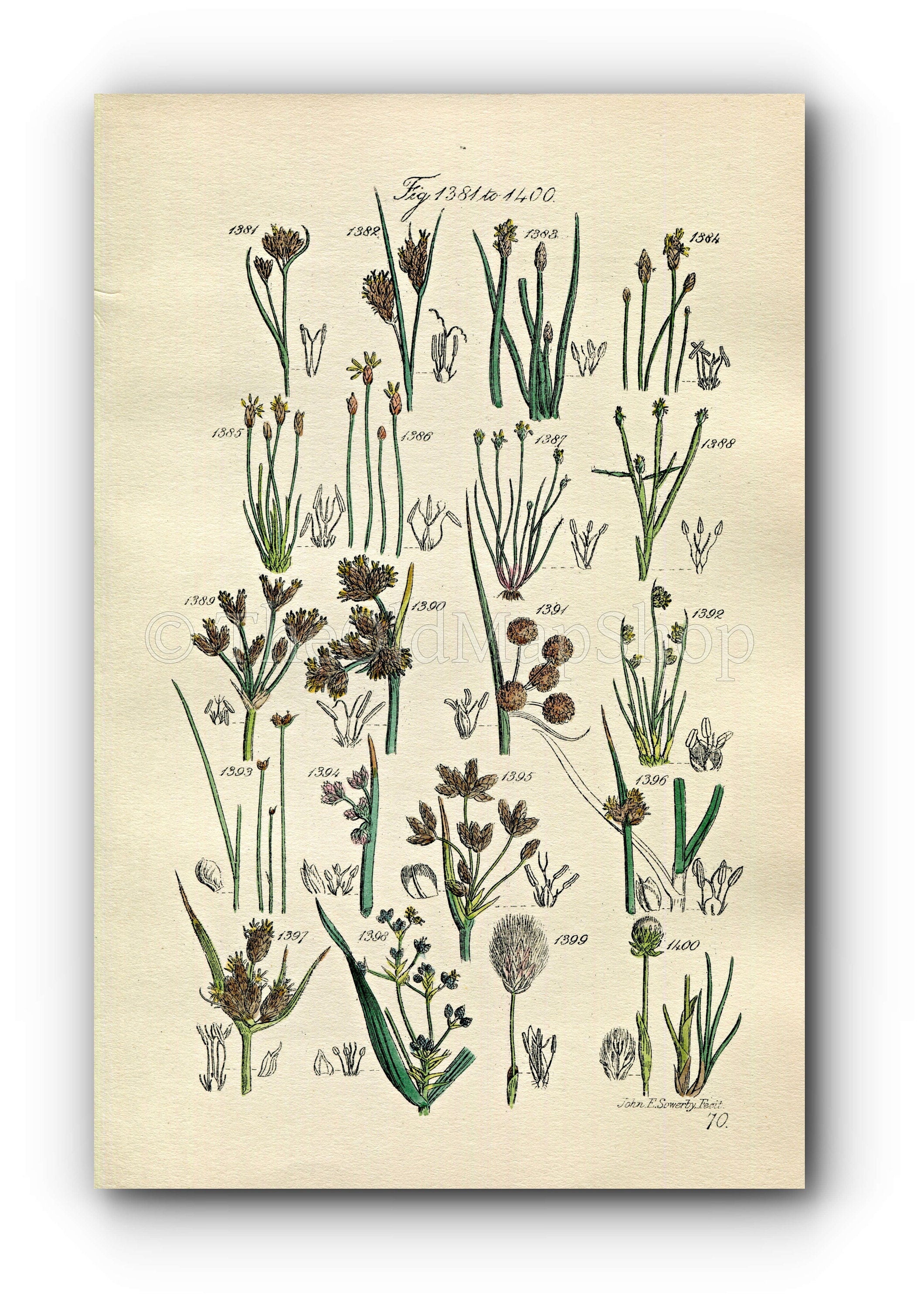 1914 Sowerby Antique Botanical Print, Beak Rush, Spike Rush, Water Rush, Bullrush, Club Rush, Cotton Grass, Plate 70 (Plants 1381 - 1400)