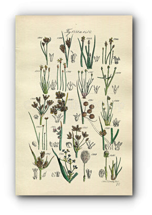 1914 Sowerby Antique Botanical Print, Beak Rush, Spike Rush, Water Rush, Bullrush, Club Rush, Cotton Grass, Plate 70 (Plants 1381 - 1400)